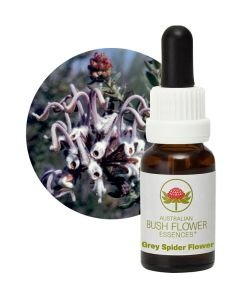 Grey Spider Flower, 15 ml